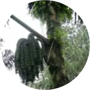 Arenga pinnata - Plants