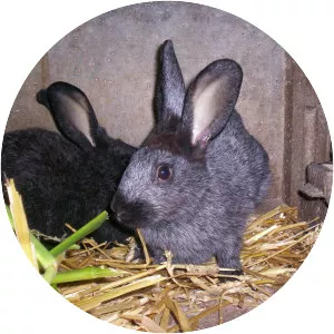 Argenté rabbit