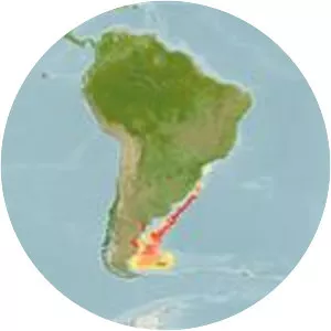 Argentine angelshark - Fish