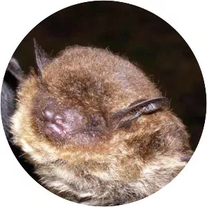 Argentine brown bat - Animal