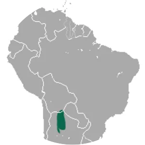 Argentine fat-tailed mouse opossum