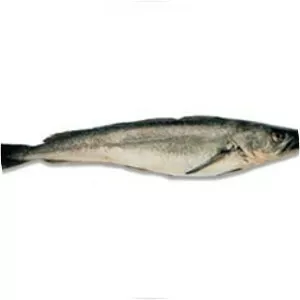 Argentine hake