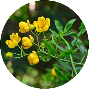 Argentine senna