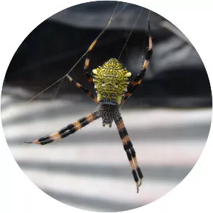 Argiope appensa