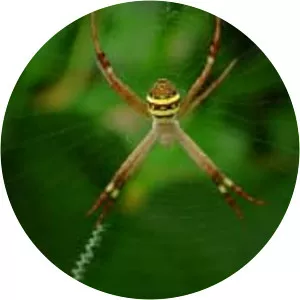 Argiope keyserlingi