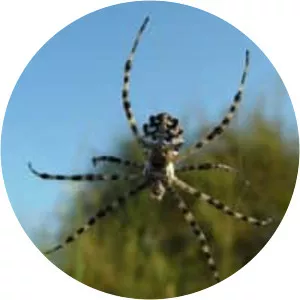 Argiope lobata