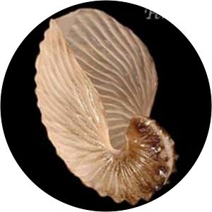 Argonauta bottgeri - Animal