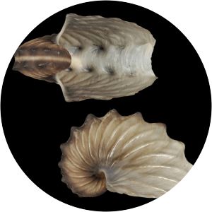 Argonauta hians - Animal