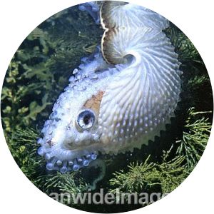 Argonauta nodosa - Animal