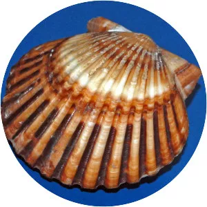 Argopecten - Animal