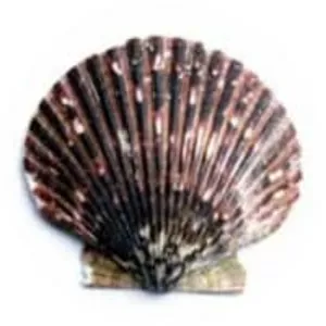 Argopecten purpuratus