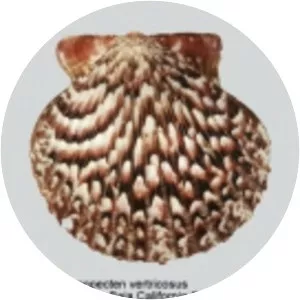 Argopecten ventricosus - 