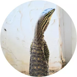 Argus monitor - Reptile