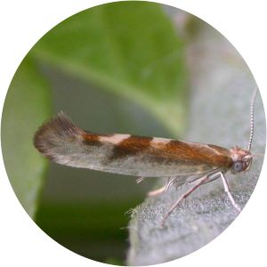 Argyresthia pygmaeella - 