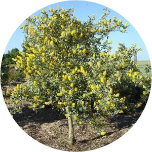 Argyrocytisus battandieri - 