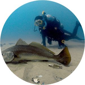 Argyrosomus japonicus photograph