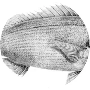 Argyrozona argyrozona - 