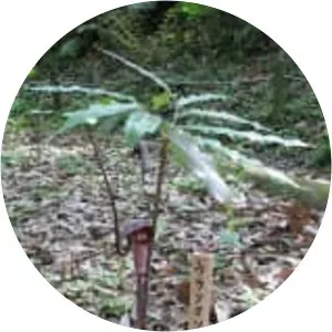 Arisaema thunbergii subsp. urashima