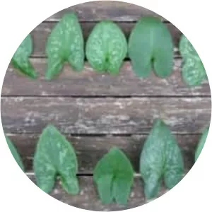 Arisarum - Plants