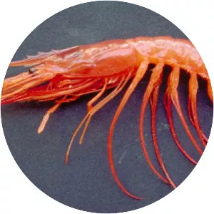 Aristaeopsis edwardsiana