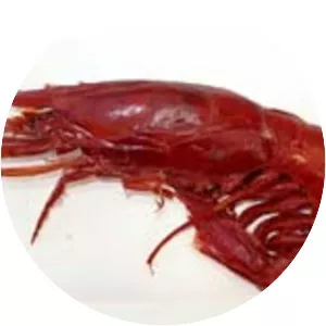 Aristaeopsis - Animal