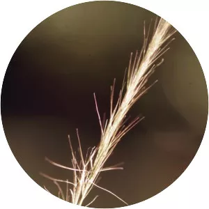 Aristida purpurascens - 