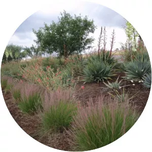Aristida purpurea - Plants