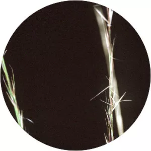 Aristida stricta - Plants