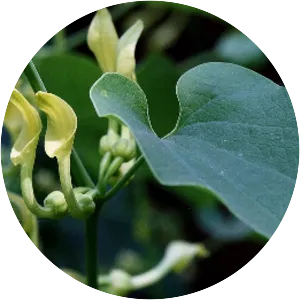 Aristolochia clematitis