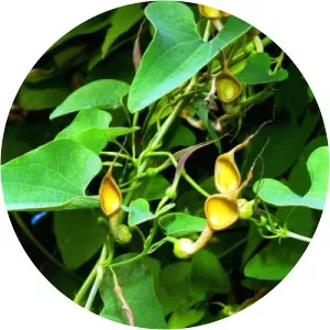 Aristolochia contorta