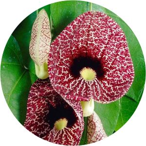 Aristolochia macrophylla