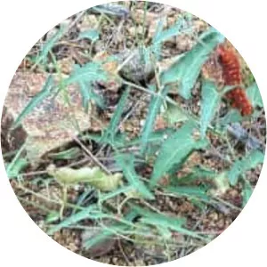 Aristolochia watsonii