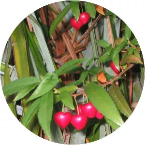 Aristotelia - Plants