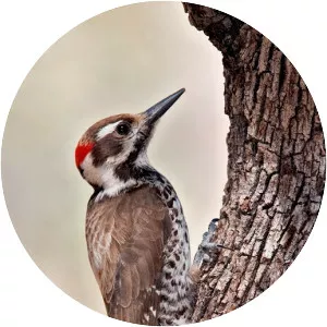 Arizona woodpecker