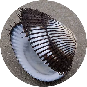Ark clam