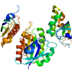 ARL6 - Protein