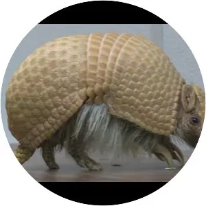 Armadillo