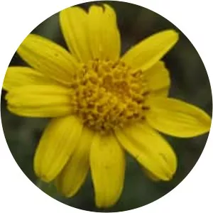 Arnica fulgens - Plants