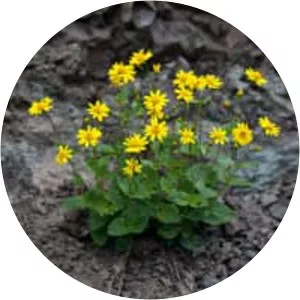Arnica latifolia