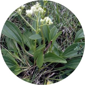 Arnoglossum plantagineum