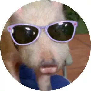 Arnold Ziffel - Fictional character