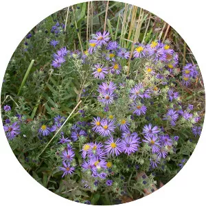 Aromatic aster - Plants