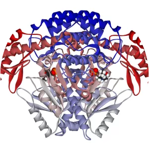 Aromatic L-amino acid decarboxylase - 