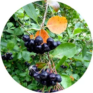 Aronia melanocarpa