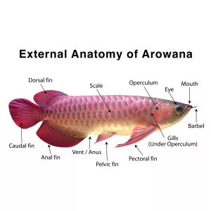 Arowana