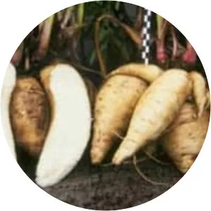 Arracacia xanthorrhiza