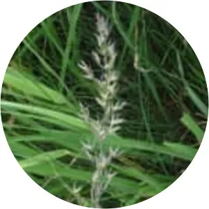 Arrhenatherum elatius