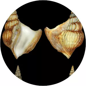 Arrhoges occidentalis