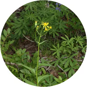 Arrowleaf groundsel