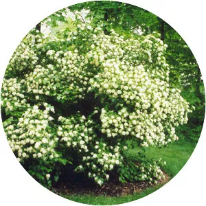 Arrowwood viburnum